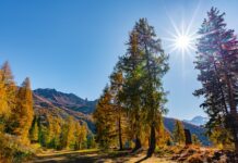 Co lepsze na mase FBW czy Split?