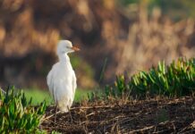 Czy mediator musi mieć studia?