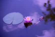 Czym się różni Medytacja od mindfulness?