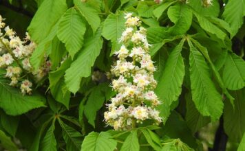 Ile procent z matury żeby dostać się na studia?