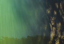 Jaki poziom angielskiego musi mieć nauczyciel?